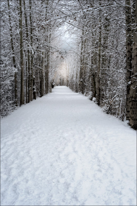 Winter Walkway