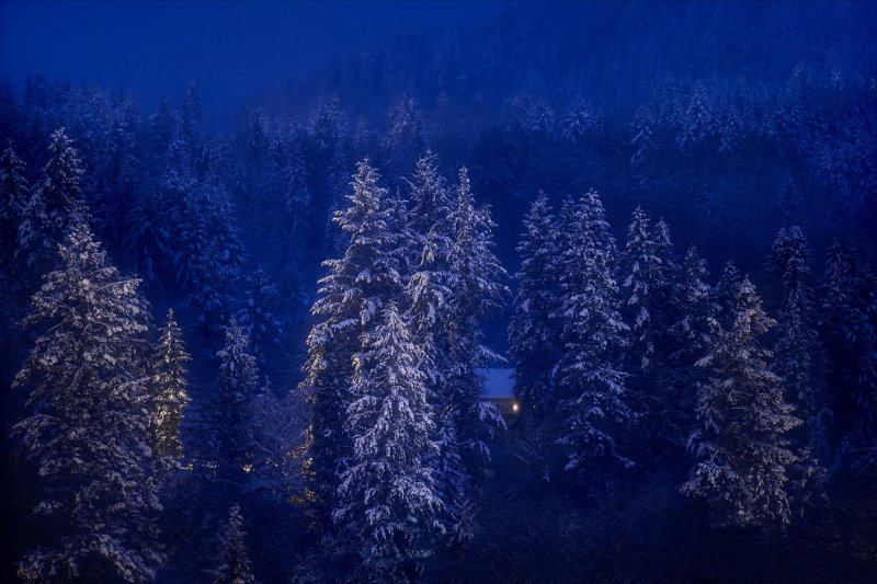 Forest Night Lights