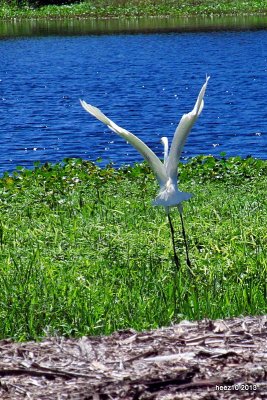 GREAT EGRET