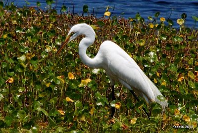 GREAT EGRET