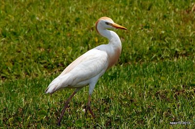 CATTLE EGRET