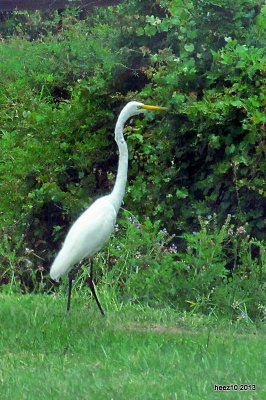 GREAT EGRET