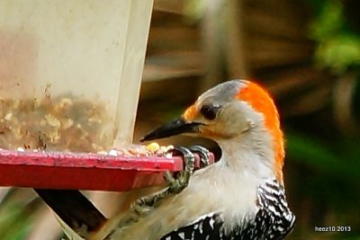 red-bellied woodpecker