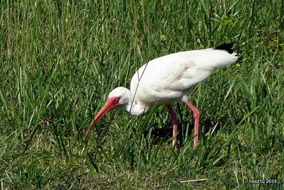 juvenile white ibis