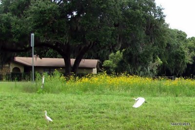 cattle egrets