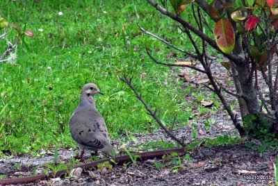 MOURNING DOVE