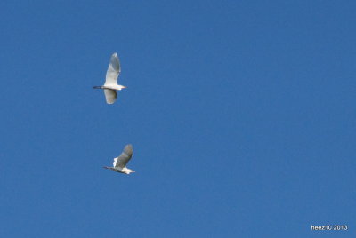 CATTLE EGRETS GOING TO ROOST