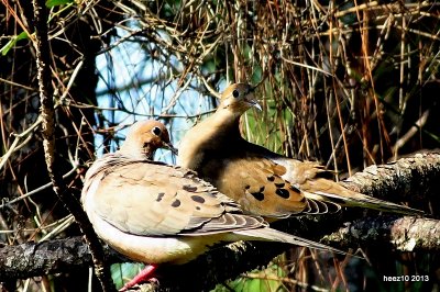 Mourning Doves