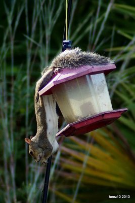 GREY SQUIRREL 