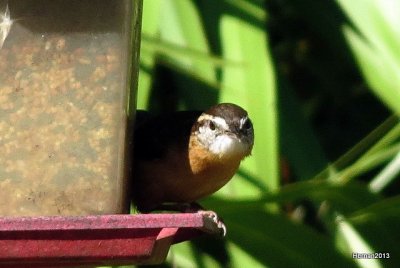 CAROLINA WREN