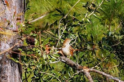 BROWN THRASHER