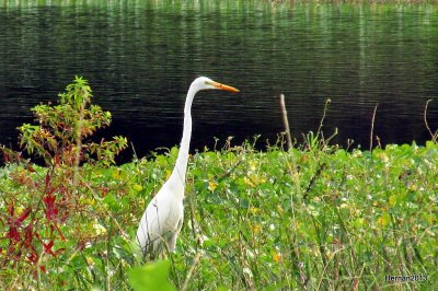 great egret