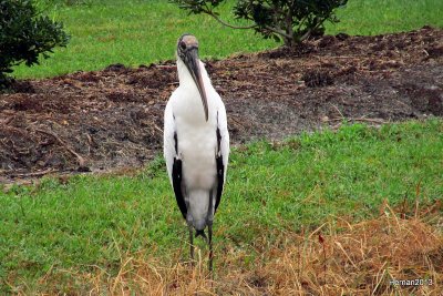 WOOD  STORK