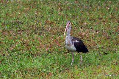 JUVENILE WHITE IBIS