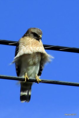WINDY DAY RED SHOULDERED HAWK