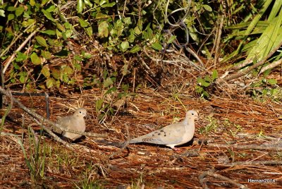 MOURNING DOVES