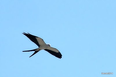 SWALLOW TAIL KITE