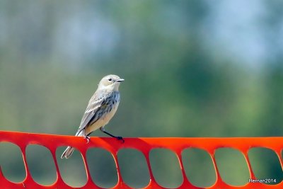 YELLOW-RUMPED WARBLER