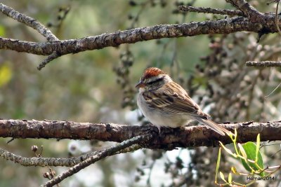 CHIPPING SPARROW