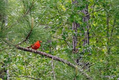 NORTHERN CARDINAL