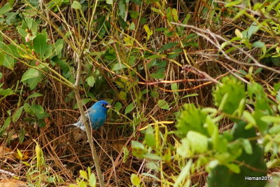 BLUE GROSBEAK