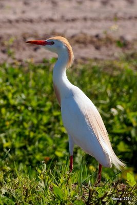CATTLE EGRETS ARE BACK!