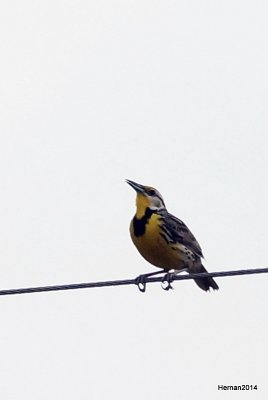 EASTERN MEADOWLARK