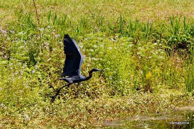 little blue heron