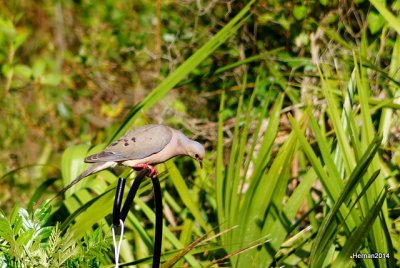 MOURNING DOVE