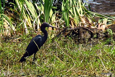 LITTLE BLUE HERON