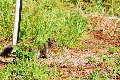 under the feeder