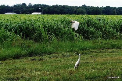 CATTLE EGRETS