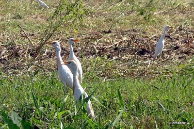 cattle egrets