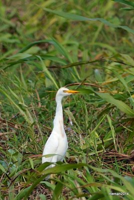 CATTLE EGRET