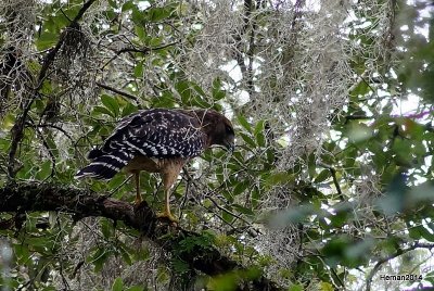 RED-SHOULDERED HAWK