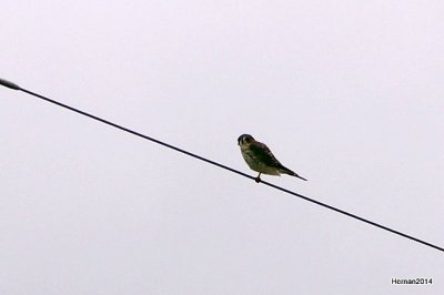 american kestrel