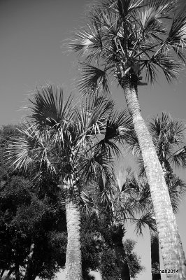 PALM TREES AT THE MEDICAL CENTER