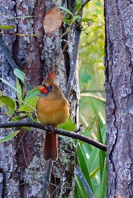 CARDINAL, FEMALE