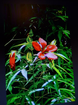 Ibiscus coccineus