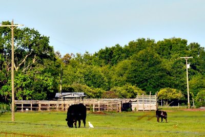 Cattle farm in Welaka
