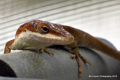 Brown Anole on my porch