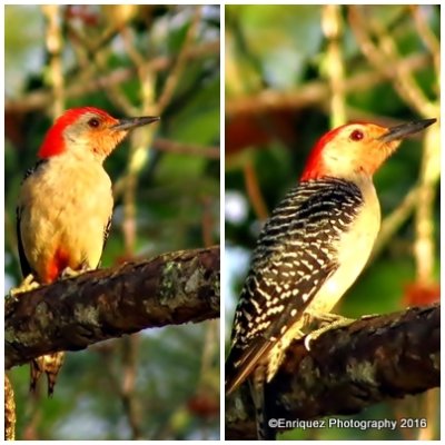 Red-bellied woodpeckers.