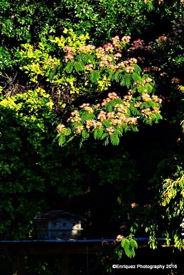 Mimosa tree and bird house