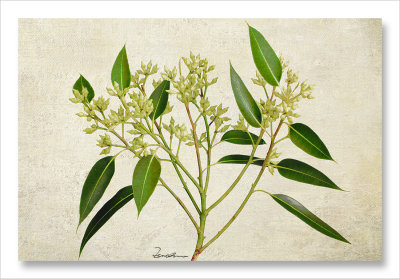 Lemon eucalyptus