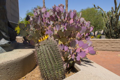 TUCSON AZ