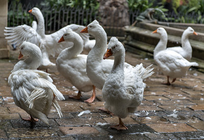 The 13 cloister geese