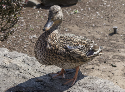 The posing duck