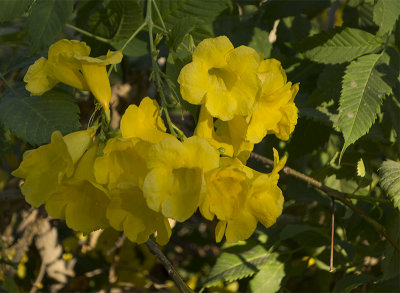 Flowers in the desert