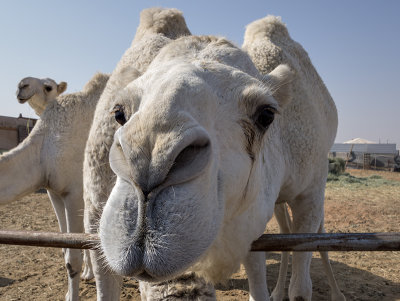 Riyadh Camel Souk