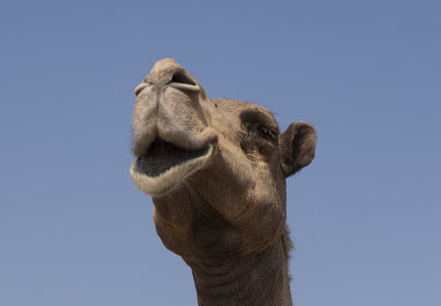 Camel 'portraits' (1)